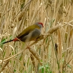 Neochmia temporalis (Red-browed Finch) at Melba, ACT - 3 Mar 2020 by Kurt