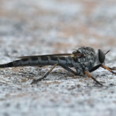 Cerdistus sp. (genus) (Yellow Slender Robber Fly) at Ainslie, ACT - 3 Mar 2020 by jbromilow50