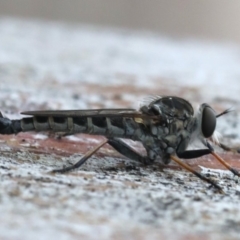 Cerdistus sp. (genus) (Slender Robber Fly) at Ainslie, ACT - 3 Mar 2020 by jb2602