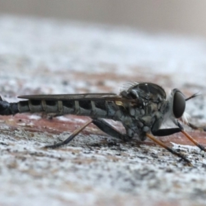 Cerdistus sp. (genus) at Ainslie, ACT - 3 Mar 2020