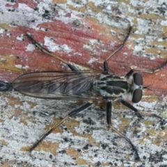 Cerdistus sp. (genus) at Ainslie, ACT - 3 Mar 2020