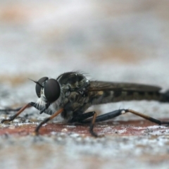 Cerdistus sp. (genus) at Ainslie, ACT - 3 Mar 2020