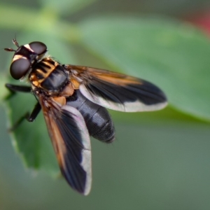 Trichopoda giacomellii at Higgins, ACT - 29 Feb 2020