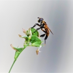 Trichopoda giacomellii at Higgins, ACT - 29 Feb 2020