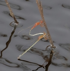 Xanthagrion erythroneurum (Red & Blue Damsel) at QPRC LGA - 2 Mar 2020 by WHall