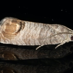 Cydia pomonella (Codling Moth) at Ainslie, ACT - 2 Mar 2020 by jb2602