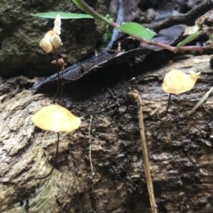 Unidentified Fungus at Wattamolla, NSW - 3 Mar 2020 by WattaWanderer