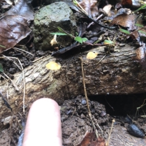 Marasmius sp. at Wattamolla, NSW - 4 Mar 2020