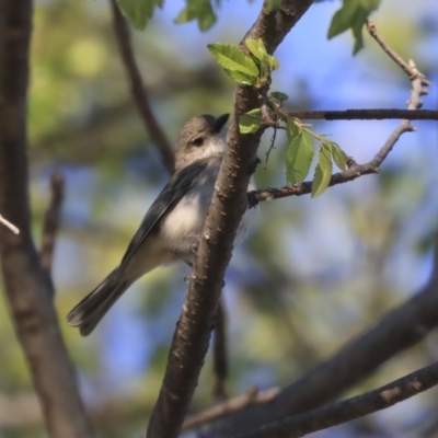 Pachycephala pectoralis (Golden Whistler) at Higgins, ACT - 2 Oct 2019 by AlisonMilton