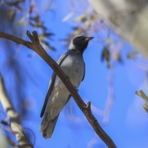 Coracina novaehollandiae at Higgins, ACT - 2 Oct 2019 07:41 AM