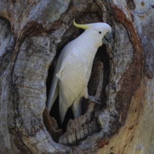 Cacatua galerita at Higgins, ACT - 2 Oct 2019