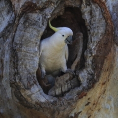 Cacatua galerita at Higgins, ACT - 2 Oct 2019