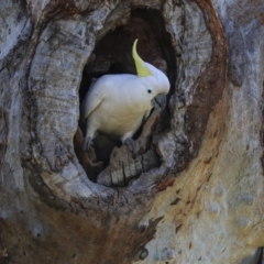 Cacatua galerita at Higgins, ACT - 2 Oct 2019 10:12 AM