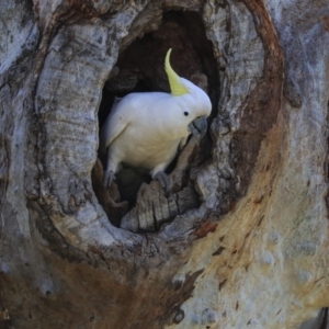 Cacatua galerita at Higgins, ACT - 2 Oct 2019