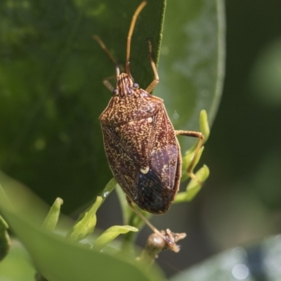 Poecilometis strigatus (Gum Tree Shield Bug) at Higgins, ACT - 1 Oct 2019 by AlisonMilton