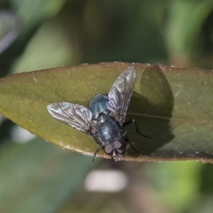 Calliphoridae (family) at Higgins, ACT - 2 Oct 2019 09:45 AM