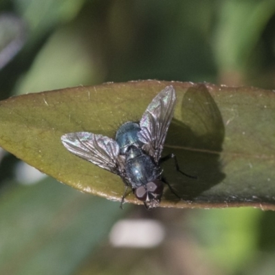 Calliphoridae (family) (Unidentified blowfly) at Higgins, ACT - 1 Oct 2019 by AlisonMilton