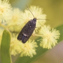 Leistomorpha brontoscopa (A concealer moth) at Higgins, ACT - 2 Oct 2019 by AlisonMilton