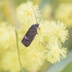 Leistomorpha brontoscopa at Higgins, ACT - 2 Oct 2019 10:22 AM