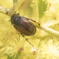 Heteronyx dimidiatus (Dimidiatus scarab beetle) at Higgins, ACT - 2 Oct 2019 by AlisonMilton