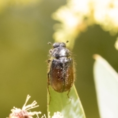 Heteronyx dimidiatus at Higgins, ACT - 2 Oct 2019