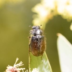 Heteronyx dimidiatus at Higgins, ACT - 2 Oct 2019