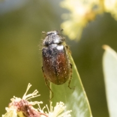 Heteronyx dimidiatus at Higgins, ACT - 2 Oct 2019