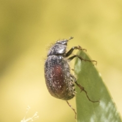 Heteronyx dimidiatus at Higgins, ACT - 2 Oct 2019 10:29 AM