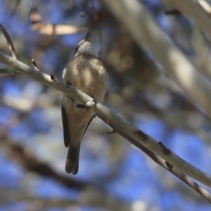 Pachycephala rufiventris at Higgins, ACT - 2 Oct 2019 07:23 AM