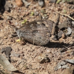 Geitoneura klugii (Marbled Xenica) at Hawker, ACT - 26 Feb 2020 by AlisonMilton