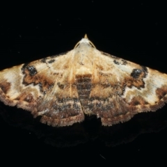 Corgatha molybdophaes (Encrusted Hookwing) at Ainslie, ACT - 2 Mar 2020 by jb2602