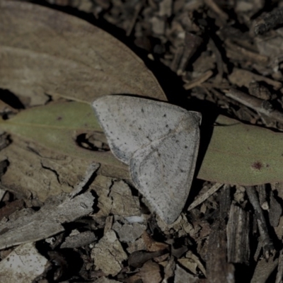 Taxeotis (genus) (Unidentified Taxeotis geometer moths) at Bruce, ACT - 30 Sep 2019 by AlisonMilton