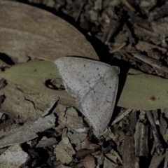 Taxeotis (genus) (Unidentified Taxeotis geometer moths) at Bruce Ridge - 30 Sep 2019 by AlisonMilton