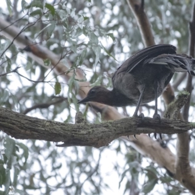 Menura novaehollandiae (Superb Lyrebird) at Wingecarribee Local Government Area - 3 Mar 2020 by Aussiegall