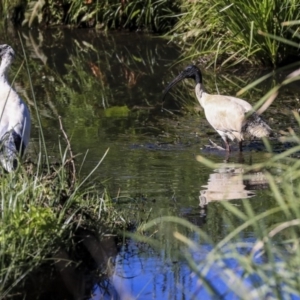 Threskiornis molucca at McKellar, ACT - 28 Oct 2019 08:25 AM