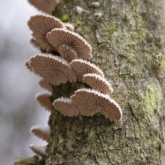 Schizophyllum commune (Split Gill Fungus) at Penrose, NSW - 22 Feb 2020 by Aussiegall
