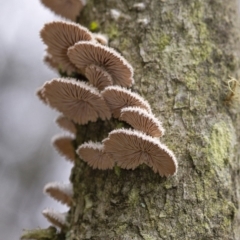 Unidentified Cup or disk - with no 'eggs' at Penrose, NSW - 21 Feb 2020 by Aussiegall