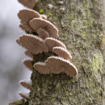 Schizophyllum commune (Split Gill Fungus) at Penrose, NSW - 22 Feb 2020 by Aussiegall