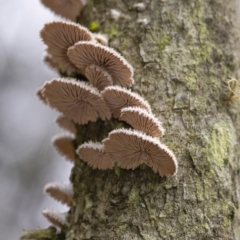 Unidentified Cup or disk - with no 'eggs' (TBC) at Penrose, NSW - 21 Feb 2020 by Aussiegall