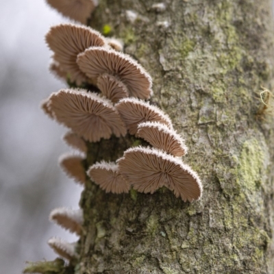 Schizophyllum commune at Wingecarribee Local Government Area - 21 Feb 2020 by Aussiegall