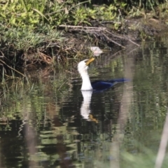 Microcarbo melanoleucos (Little Pied Cormorant) at Lake Ginninderra - 27 Oct 2019 by Alison Milton