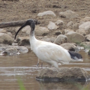 Threskiornis molucca at Greenway, ACT - 29 Dec 2019 05:35 PM