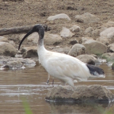 Threskiornis molucca (Australian White Ibis) at Greenway, ACT - 29 Dec 2019 by MichaelBedingfield