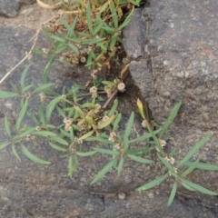 Alternanthera denticulata (Lesser Joyweed) at Greenway, ACT - 29 Dec 2019 by MichaelBedingfield