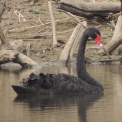 Cygnus atratus (Black Swan) at Greenway, ACT - 29 Dec 2019 by michaelb