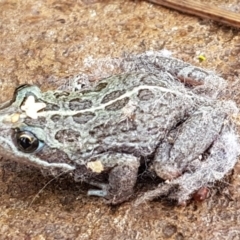 Limnodynastes tasmaniensis (Spotted Grass Frog) at Lyneham, ACT - 6 Mar 2020 by trevorpreston