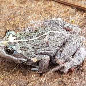 Limnodynastes tasmaniensis at Lyneham, ACT - 6 Mar 2020