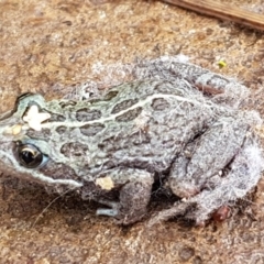 Limnodynastes tasmaniensis (Spotted Grass Frog) at Lyneham, ACT - 5 Mar 2020 by tpreston