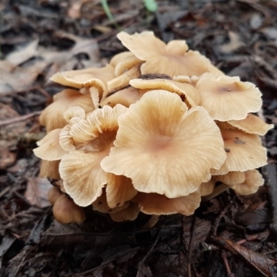 Collybia s.l. at Sullivans Creek, Lyneham South - 5 Mar 2020 by trevorpreston