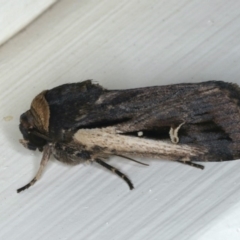 Proteuxoa tortisigna (Streaked Rictonis Moth) at Ainslie, ACT - 4 Mar 2020 by jb2602